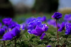 青いアネモネ　IMGP0790z