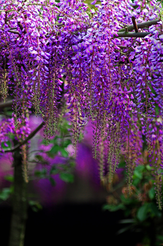 Purple world　IMGP6938zz