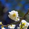 春光と白梅　P1060882zz