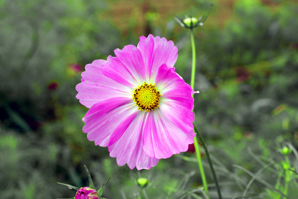 ひとり舞台　IMGP0220zz