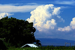 里山の森と夏雲　IMGP1441zz