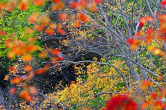 重なりの美　IMG9200zz