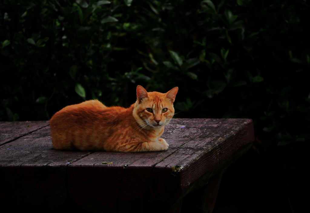 借りてきた猫　P1610022zz