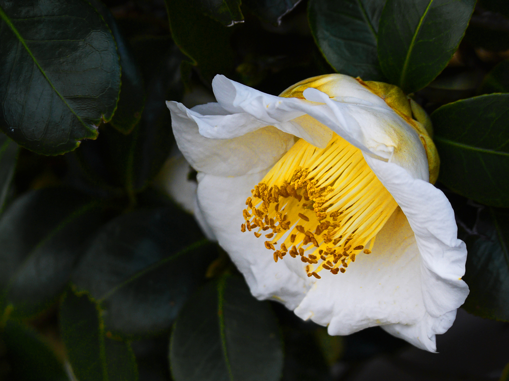 椿咲く　P1230085zz