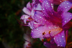 コルチカム咲いた　P1220851zz