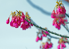 寒緋桜　IMG0007zz