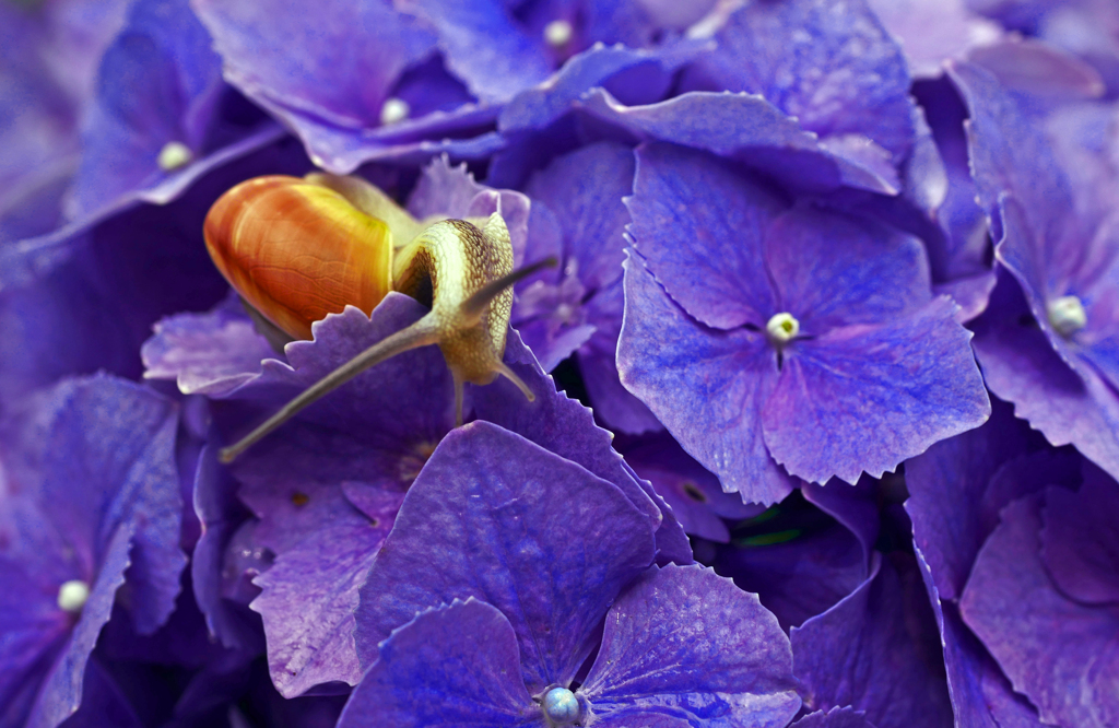 紫陽花と蝸牛　P1190103zz