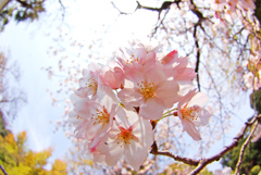 すべてが笑顔　IMGP8554Z