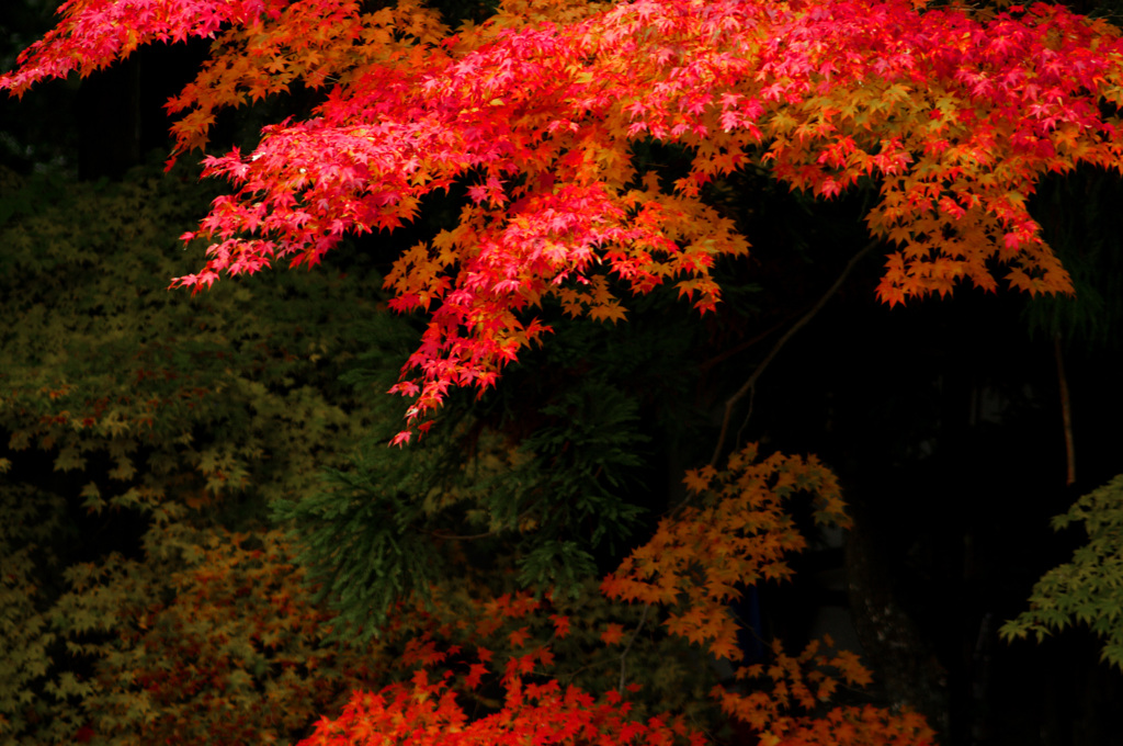紅に燃ゆる　_IGP9361zz
