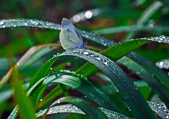 雨上がりの朝　P1280216zz