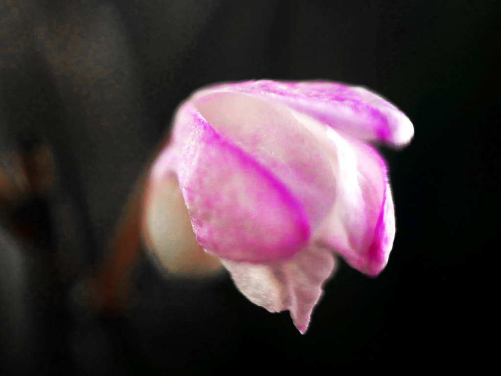 今朝の花 石斛　P1200671zz