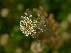 ぺんぺん草の花　P1250229zz