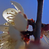 蕊／蘂（しべ）　IMGP4522ZZ