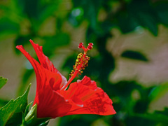 蕊の影   P1370268zz