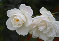 白き薔薇　IMGP4059zz