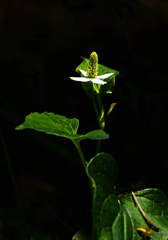 孤高　P1530981zz
