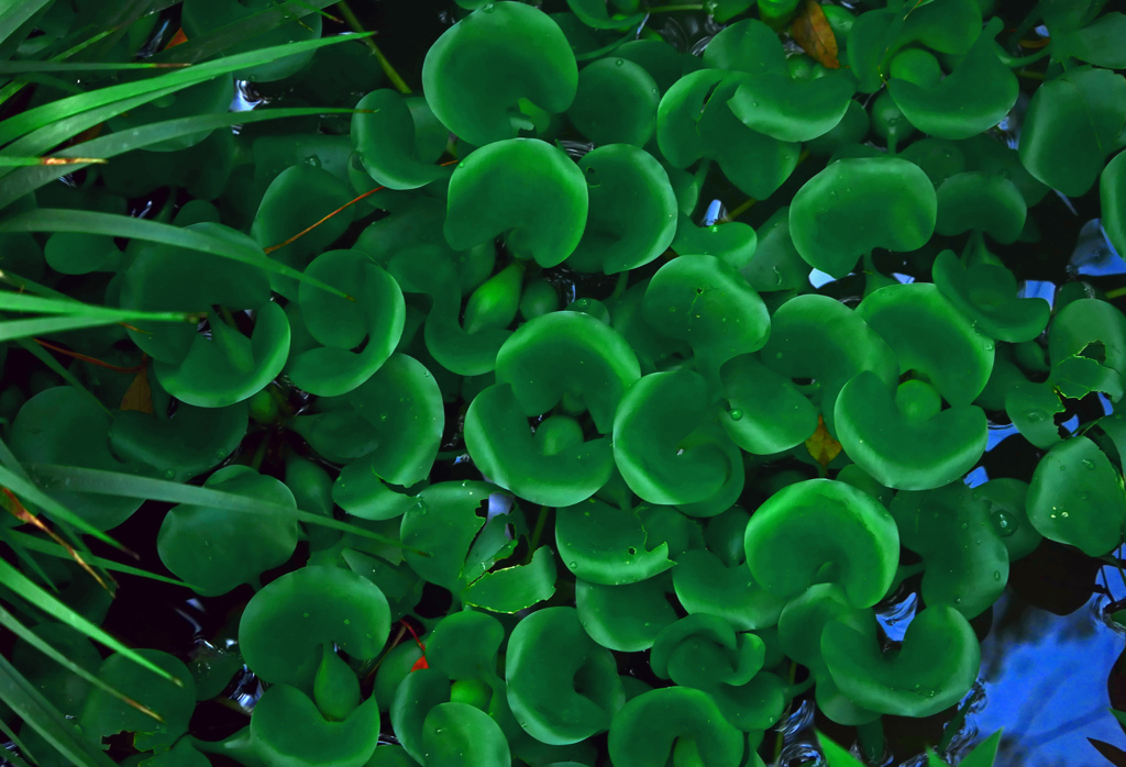 緑の浮草　P1640029zz