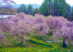 小川村で桜めぐり　P1000488zz
