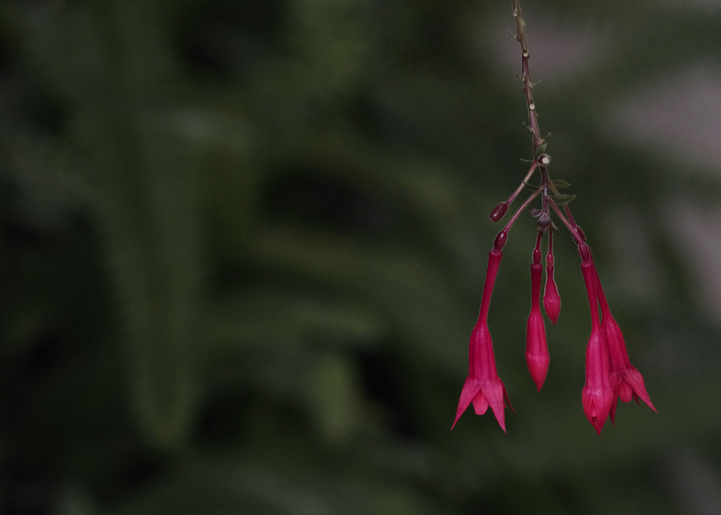 紅い花　IMG0174zz