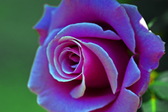 紫の薔薇　IMGP0321zz