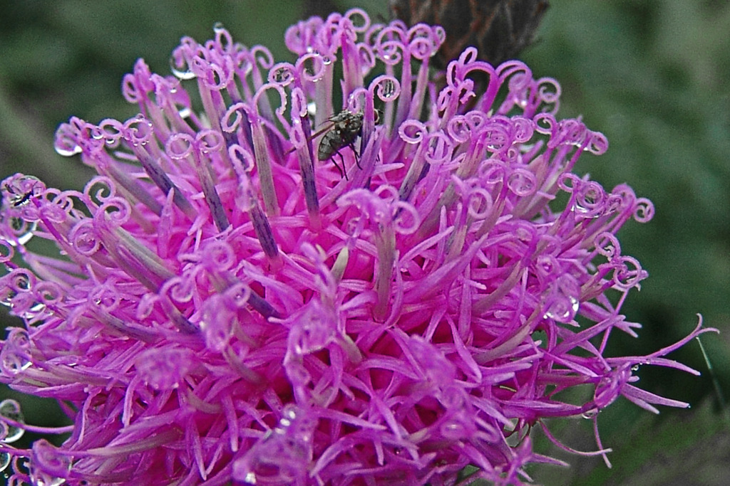 雨上り 蕊の森　DSC04379z