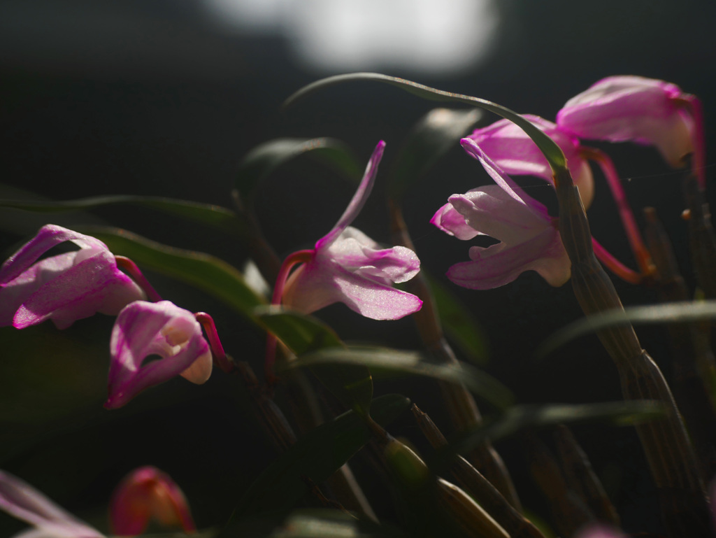 石斛の花　P1220113zz
