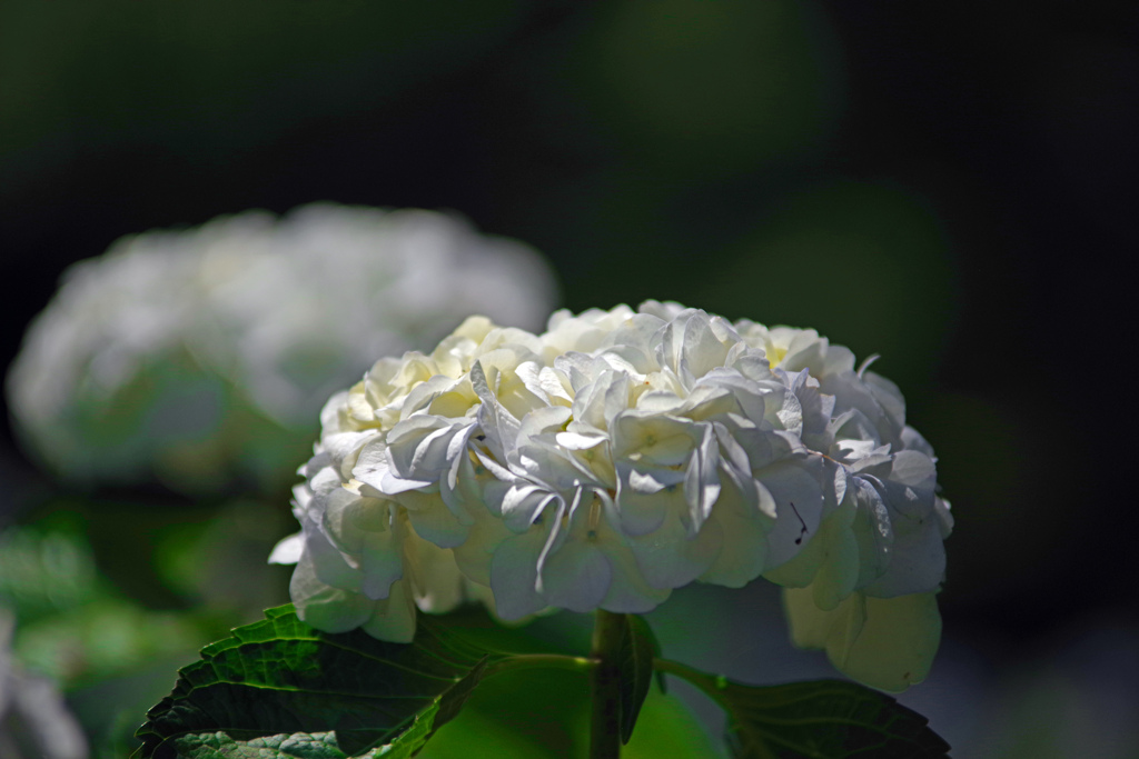 白い花　IMGP2775zz