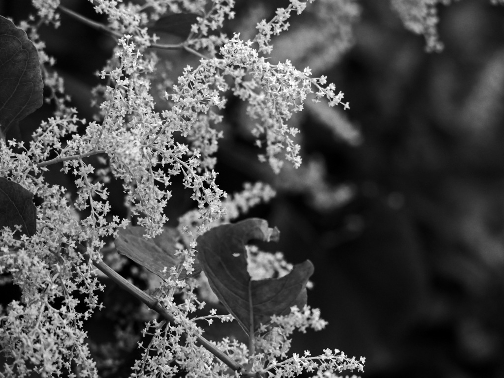 白と黒　P1700477zz