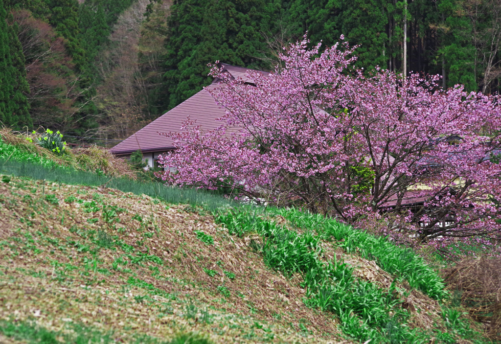 里山の景　IMGP3036zz