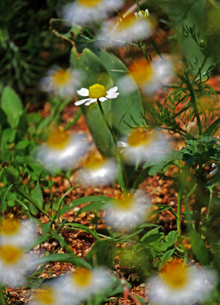 主張する花　P1140268zz
