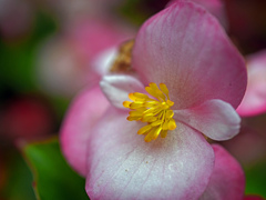 黄色い蕊　P1010017zz