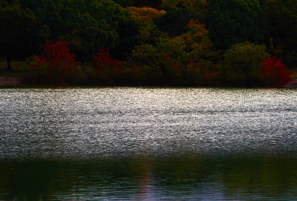 静の池　IMGP1116zz