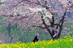 桜の下の親孝行　IMGP7517z