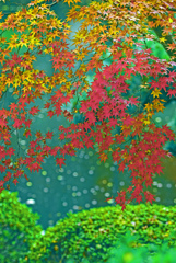 にわか雨降る中で　IMG2512zz