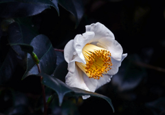 白い山茶花　P1800641zz