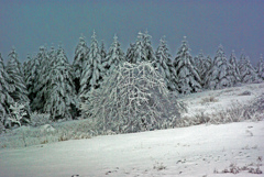 樹氷の森　IMGP0208zz