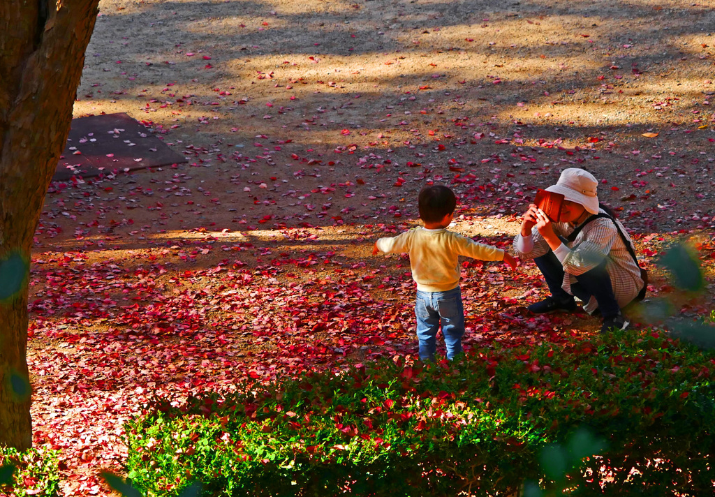 落葉の照り返し　P1790468zz