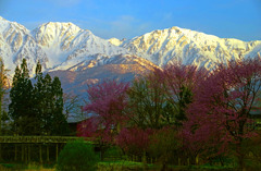 桜と残雪の山　IMGP3116zz