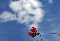 梅雨の晴れ間　P1190919zz