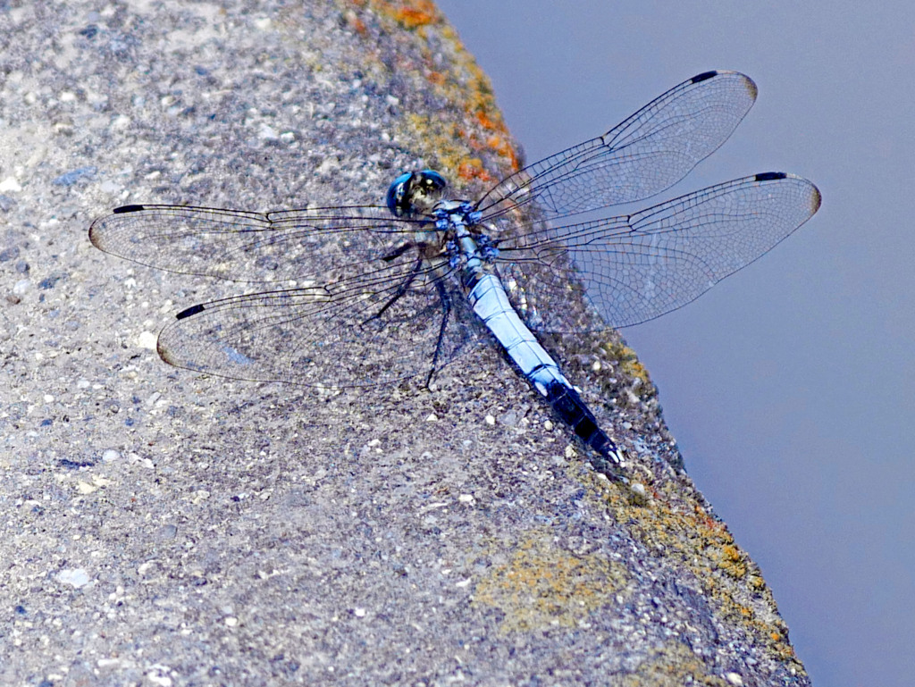 オオシオカラトンボ　P1310260zz