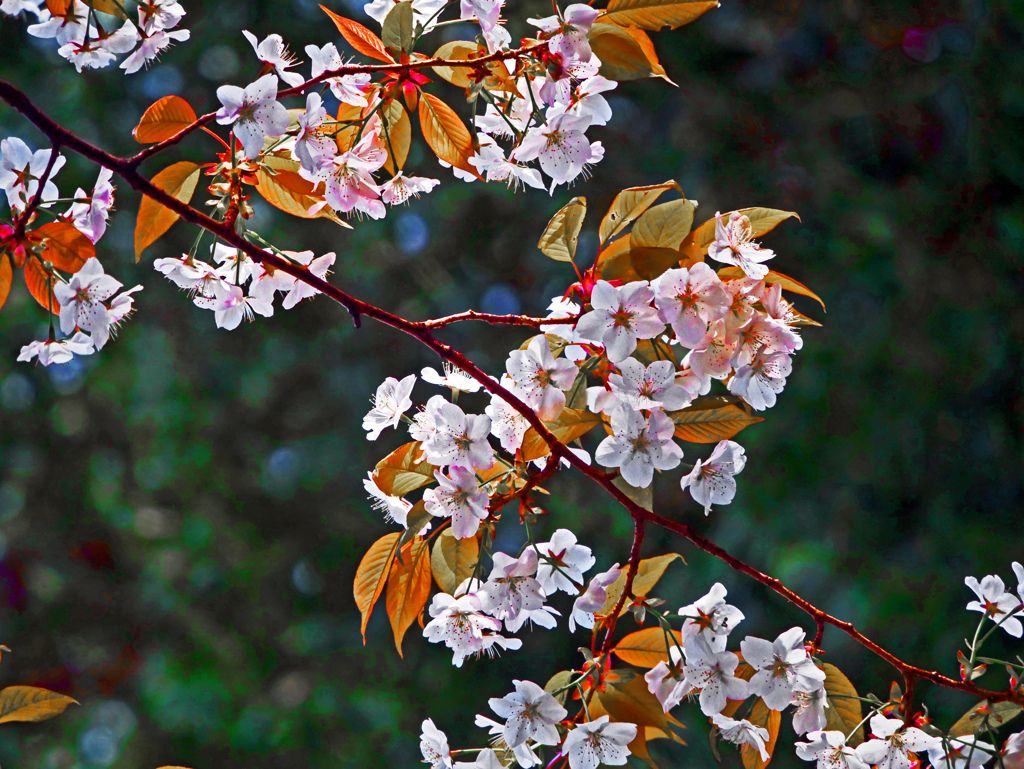 山桜　P1110819zz