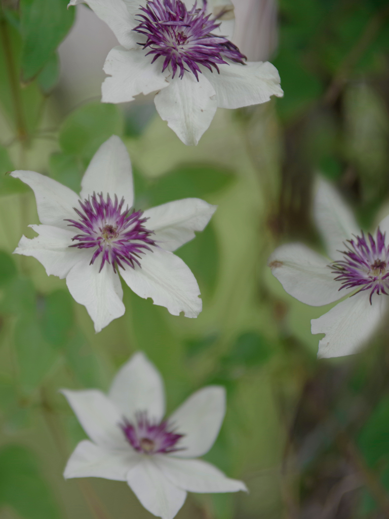 白い鉄線花　IMGP3907zz