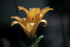 黄色い百合　IMGP2632zz