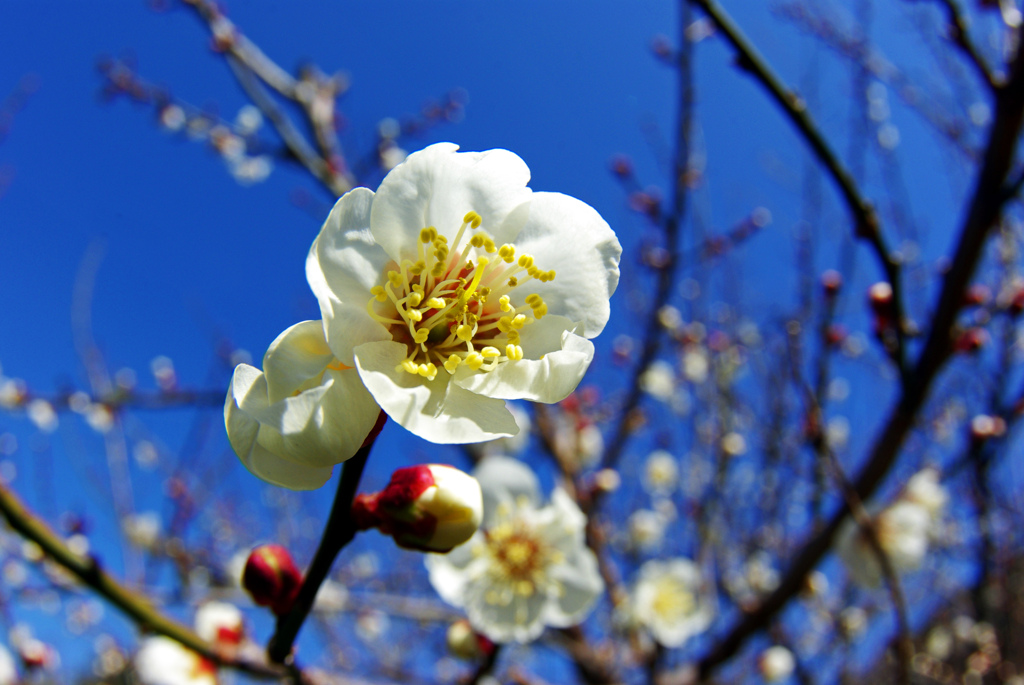「破顔」　IMGP0080zz