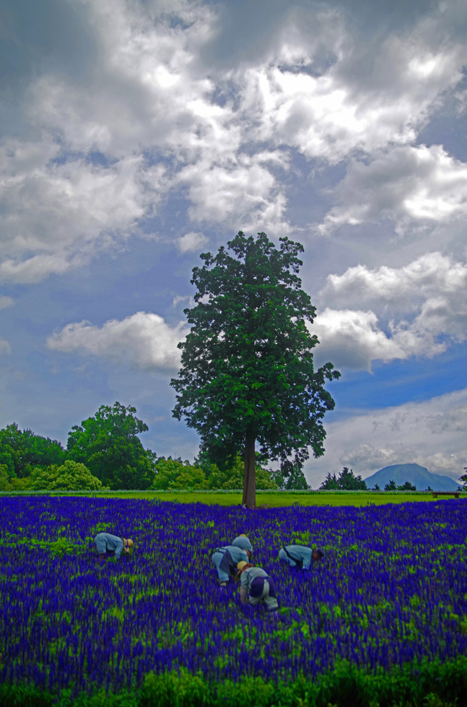 梅雨明け間近　IMGP1311zz