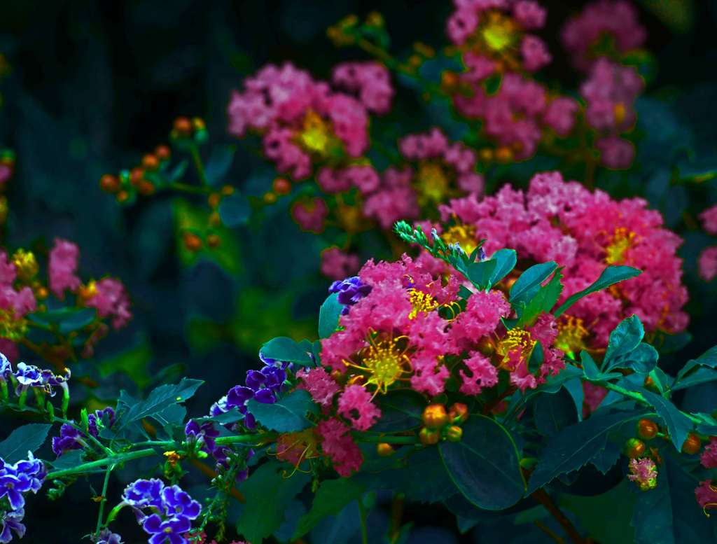 百日紅　P1380394zz