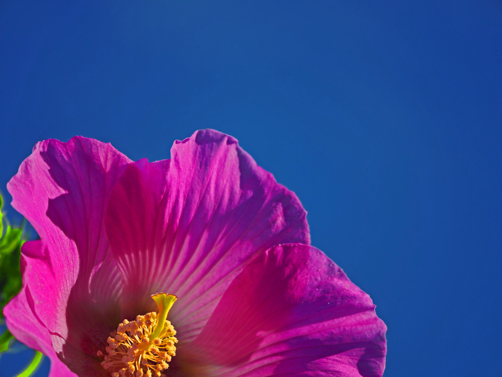 久しぶりの碧空　P1710326zz