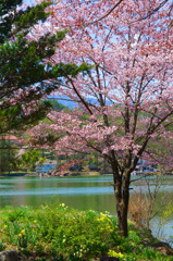 春の温もり　IMGP4298zz