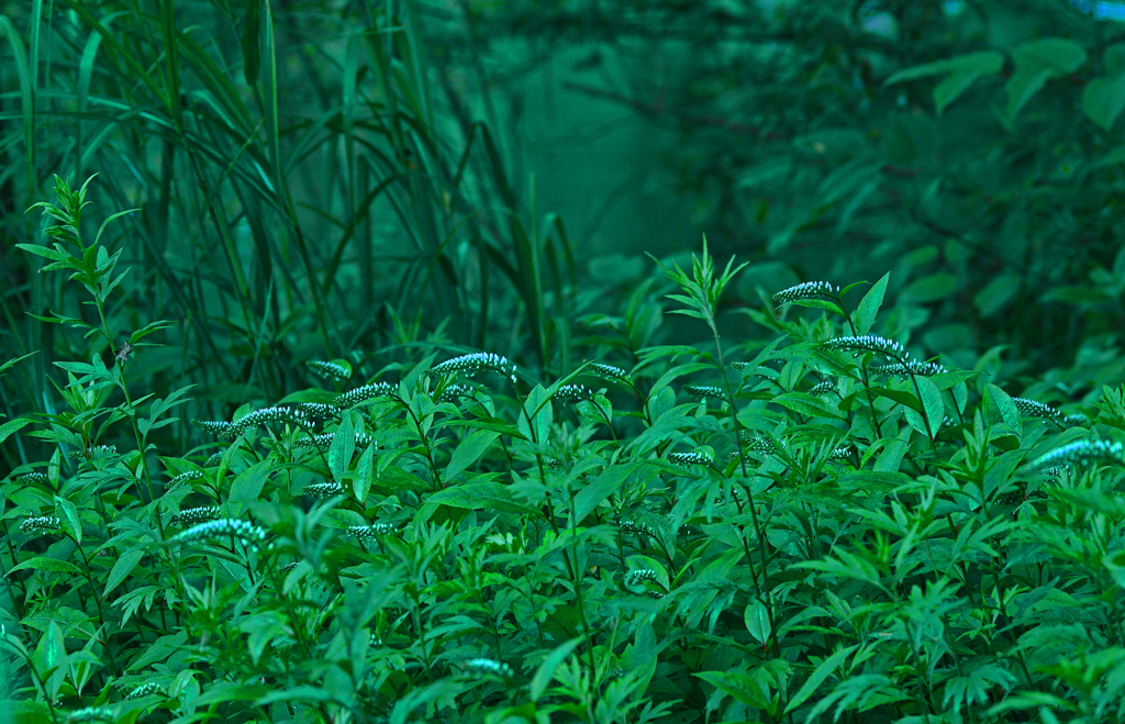 丘虎の尾　IMGP0590zz
