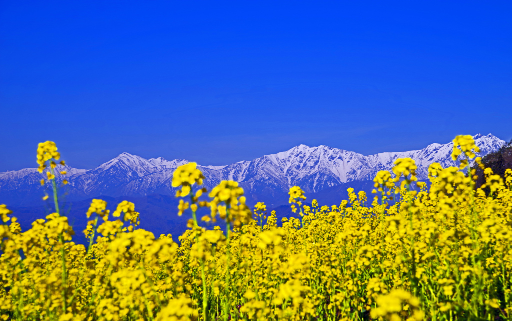 待ちわびる春 天空のお花畑　IMGP2605zz